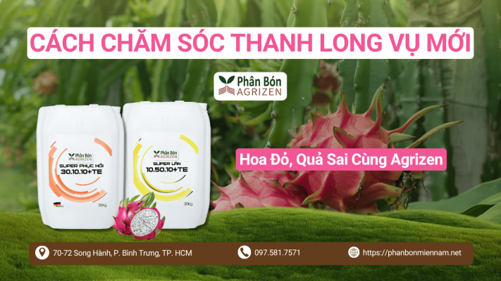 Cách Chăm Sóc Thanh Long Vụ Mới – Hoa Đỏ, Quả Sai Cùng Agrizen