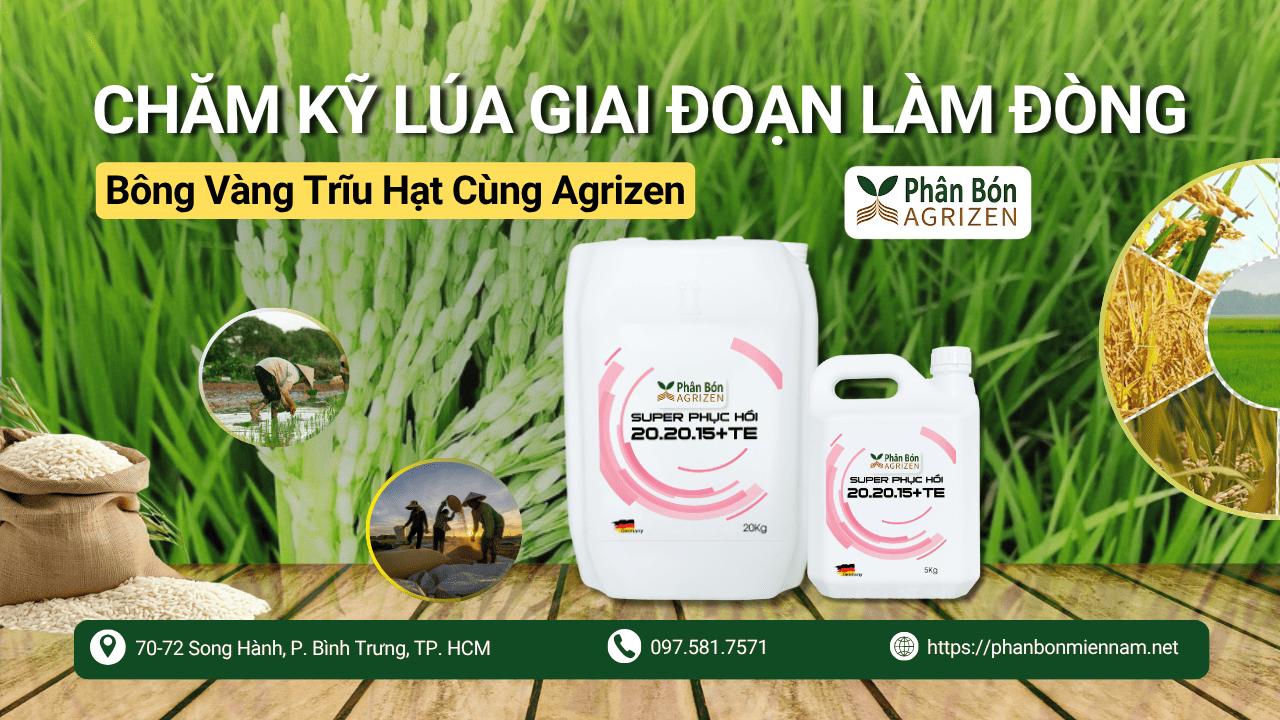 Chăm Kỹ Lúa Giai Đoạn Làm Đòng – Bông Vàng Trĩu Hạt Cùng Agrizen