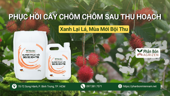 Phục Hồi Cây Chôm Chôm Sau Thu Hoạch - Xanh Lại Lá, Mùa Mới Bội Thu