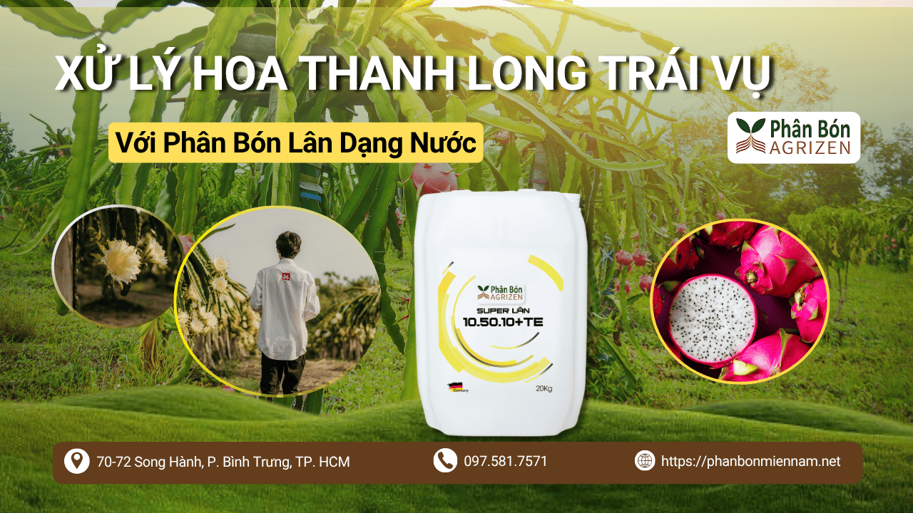 Xử Lý Hoa Thanh Long Trái Vụ Với Phân Bón Lân Dạng Nước